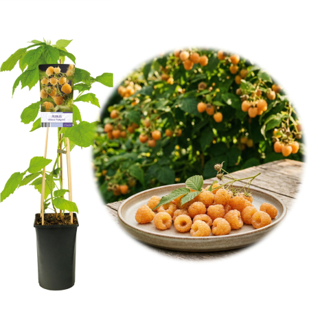 Zmeur - Rubus - zmeur-galben-fallgold-remontant-pepiniera-sibiu