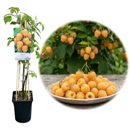 Zmeur - Rubus - zmeur-galben-golden-bliss-arbust-fructifer-pepiniera-sibiu