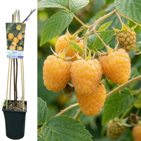 Zmeur - zmeur-galben-rubus-golden-everest-75cm-pepiniera-sibiu
