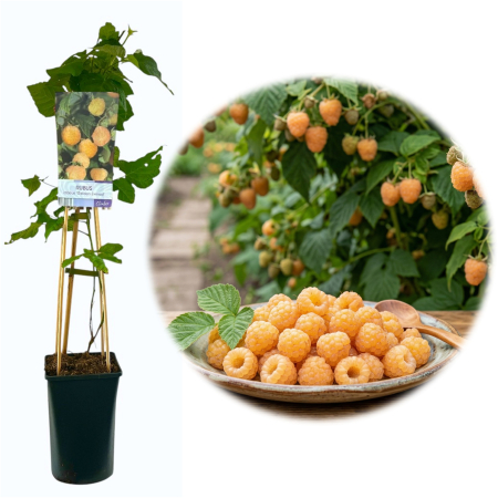 Zmeur - Rubus - zmeur-galben-rubus-golden-everest-75cm-pepiniera-sibiu