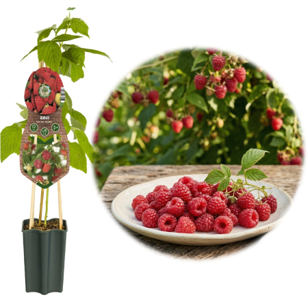 Zmeur - Rubus - zmeur-malling-promise-timpuriu-fructe-mari-pepiniera-sibiu