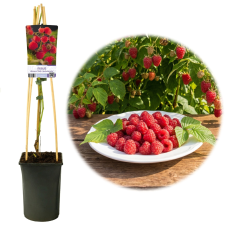 Zmeur - Rubus - rubus-idaeus-zefa-herbsternte-zmeur-remontant-pepiniera-sibiu