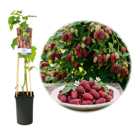 Zmeur - Rubus - zmeur-tayberry-hibrid-fructe-lungi-pepiniera-sibiu