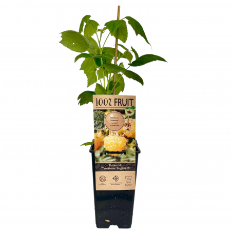 Zmeur Twotimer Sugana - 50cm [1]