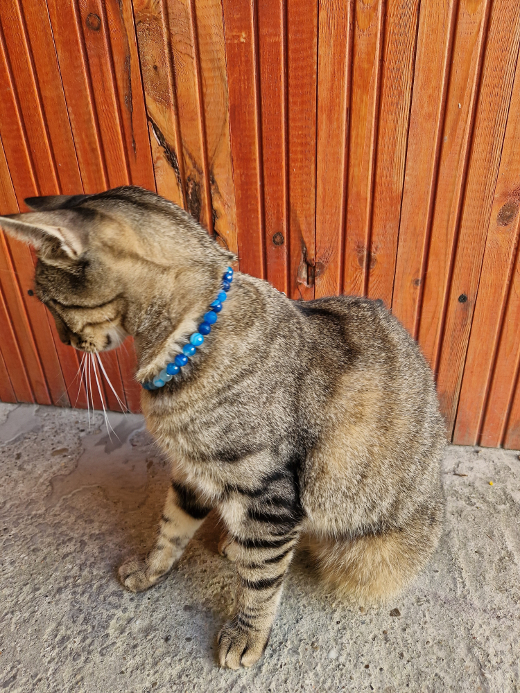 Set alcatuit din Colier realizat din Agate albastre si inchizatoare reglabila care se potriveste unui catel de talie mica si Bratara pe elastic asortata pentru stapana catelului. [6]