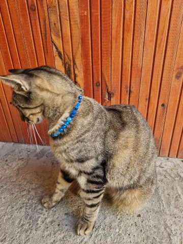 Set alcatuit din Colier realizat din Agate albastre si inchizatoare reglabila care se potriveste unui catel de talie mica si Bratara pe elastic asortata pentru stapana catelului. [5]