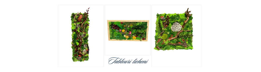 Tablouri licheni