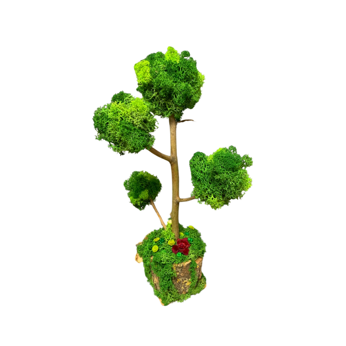 Bonsai Natural Handmade cu Licheni Stabilizați – Eleganță Verde în Casa Ta [2]
