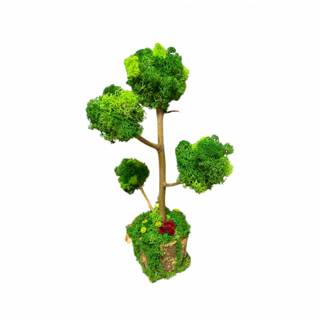 Bonsai Natural Handmade cu Licheni Stabilizați – Eleganță Verde în Casa Ta [1]