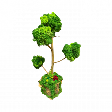 Bonsai Natural Handmade cu Licheni Stabilizați – Eleganță Verde în Casa Ta