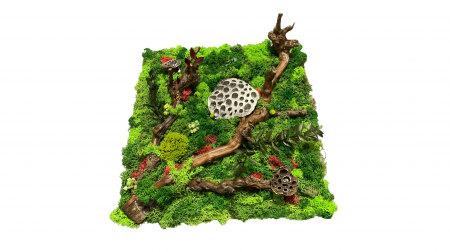 Tablou Natural cu Licheni Stabilizați și Elemente Botanice - Artă Handmade
