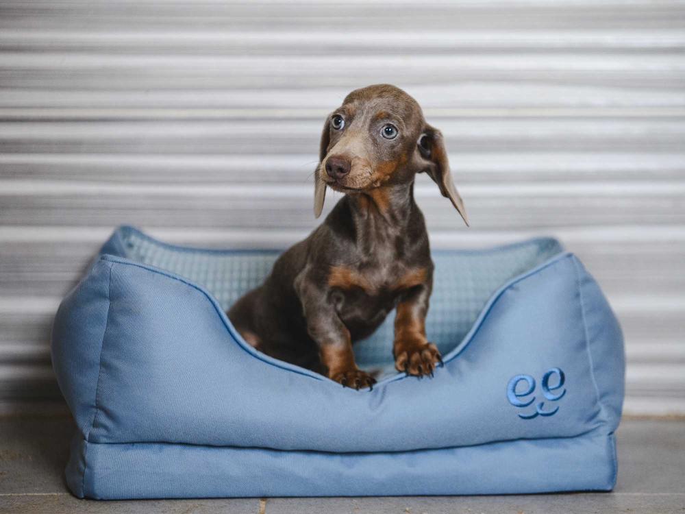 Freedog Glacial Bed LIGHT BLUE S 66 x 51 x 23 cm - Pat [3]