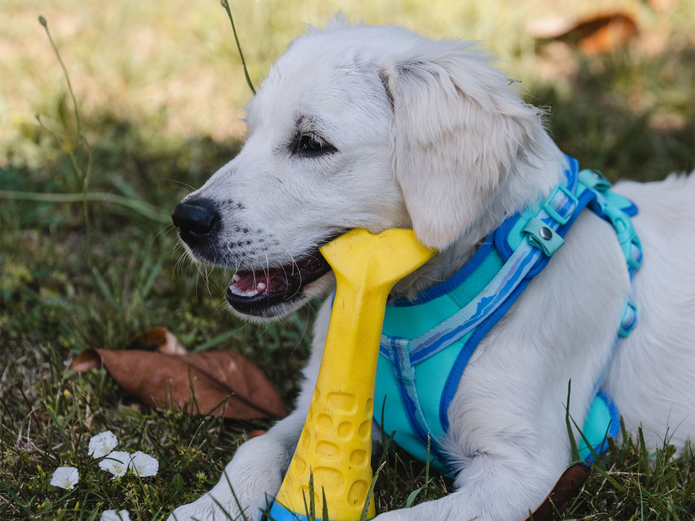 Freedog Peak Harness Montse M 20mm x Neck 42-66cm Chest 65-78cm [3]