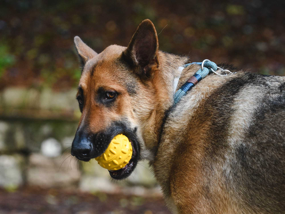 Freedog Teak Snack Ball Rubber Toy YELLOW 8CM [2]