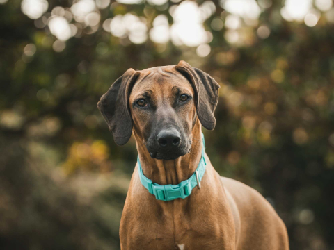 Freedog Basic Nylon Collar TURQUOISE M 20mm x 35/60cm - Zgarda [2]