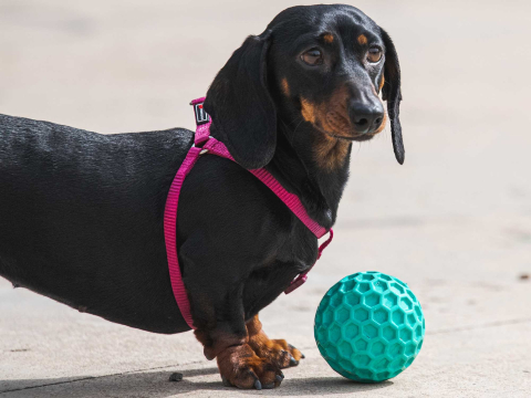 Freedog Bush Rubber Toy M 8CM - Minge [2]