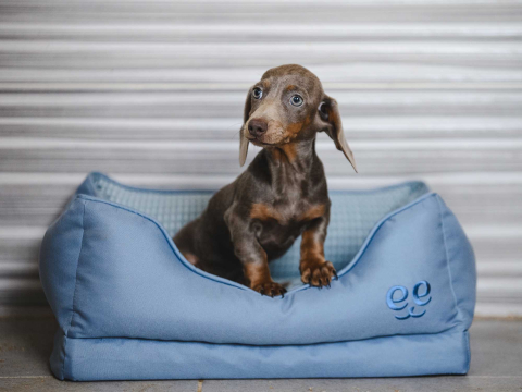 Freedog Glacial Bed LIGHT BLUE S 66 x 51 x 23 cm - Pat [2]