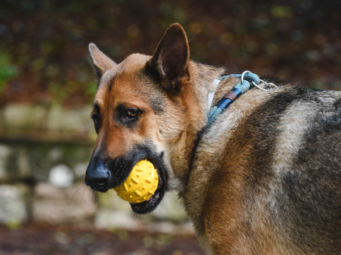 Freedog Teak Snack Ball Rubber Toy YELLOW 8CM [1]