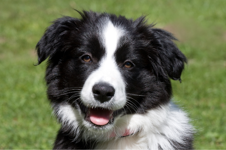 Bordie Holly: O Combinatie Fascinanta de Border Collie si Beagle