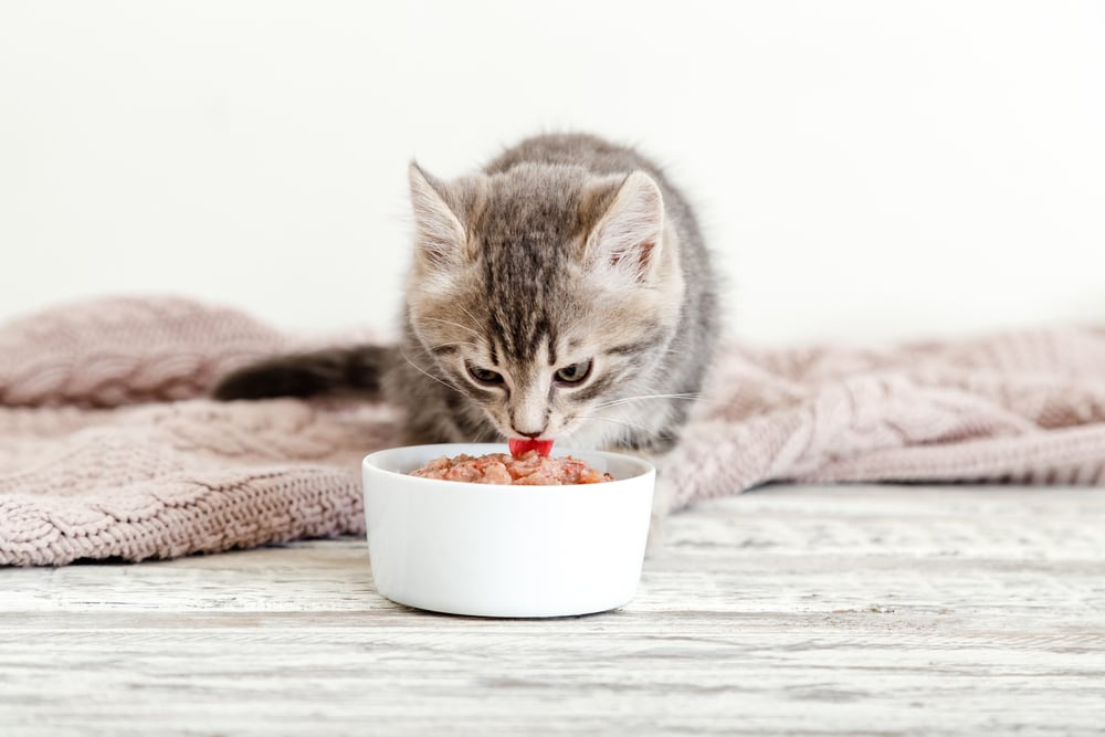 Cea mai buna hrana pentru pisici: Cum o alegi?