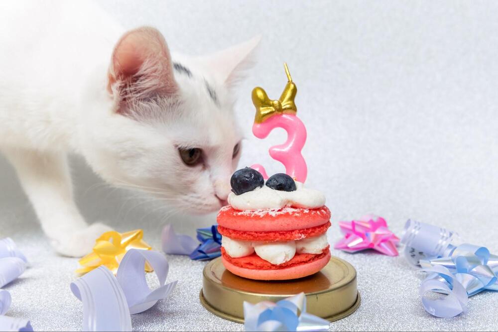 Tort pentru pisici: 5 retete usoare si delicioase