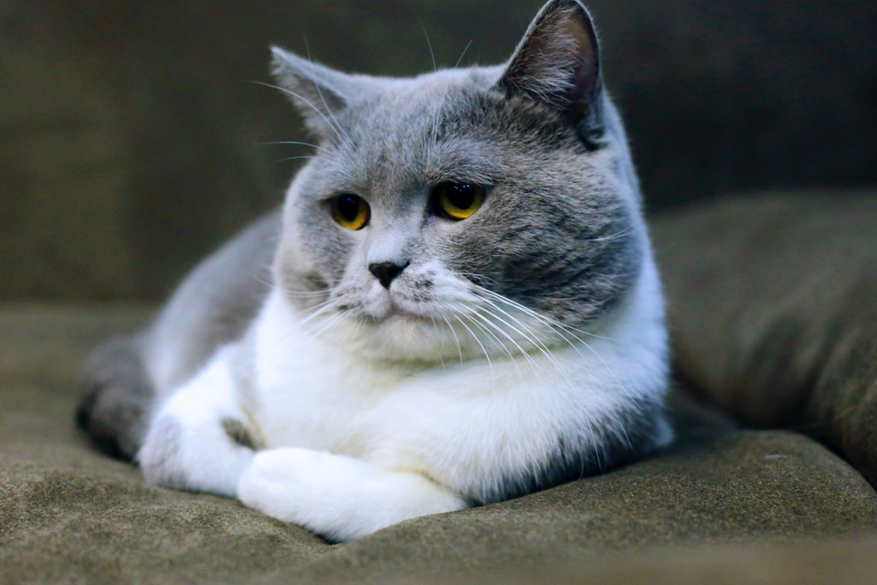 Pisica in calduri: Manifestari si recomandari de ingrijire