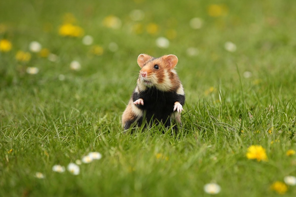Hamsteri: Ghid complet despre caracterul, ingrijirea si nutritia acestora