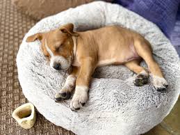 Primii pași cu un cățel – ghid pentru proprietarii aflați la început de drum