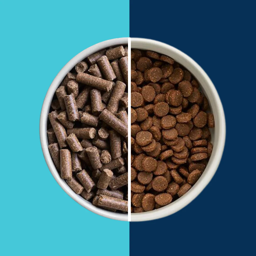 Hrana presată la rece pentru câini: ghid complet, beneficii și cum alegi corect