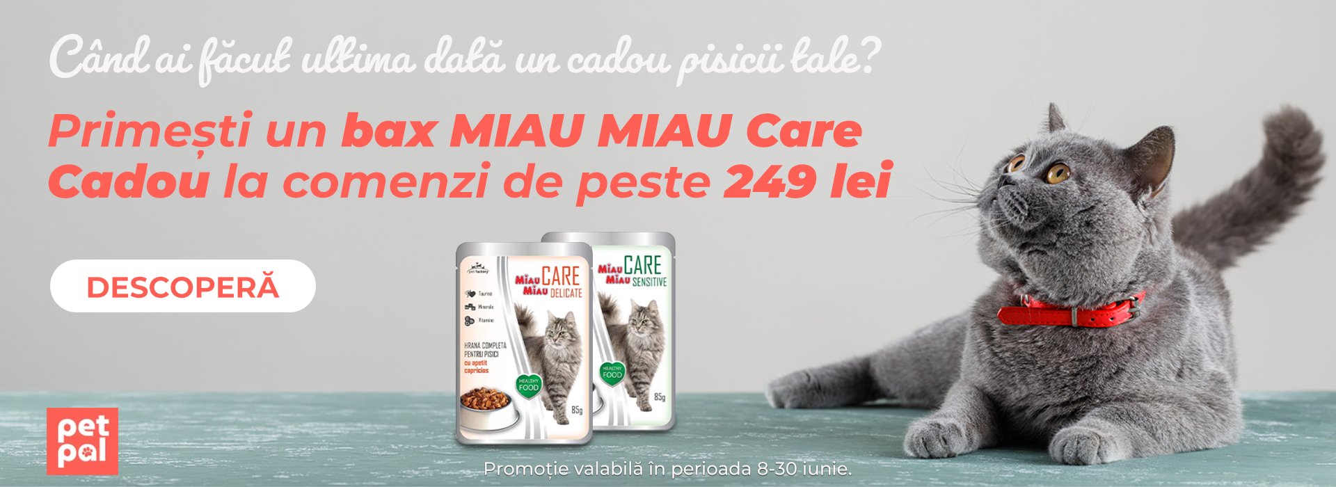 Miau Miau Care Cadou Desktop