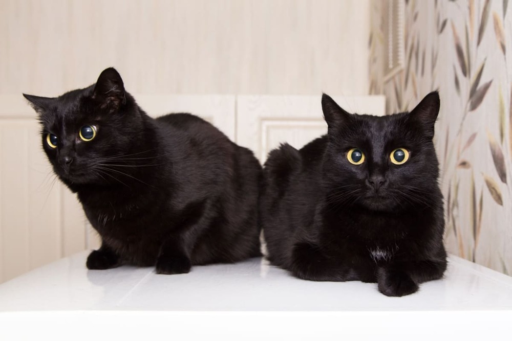 2 pisici negre Bombay