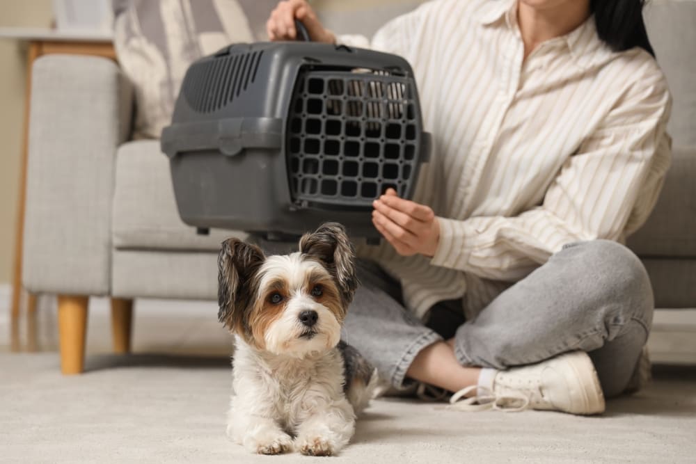 Accesorii pentru transportul cainilor