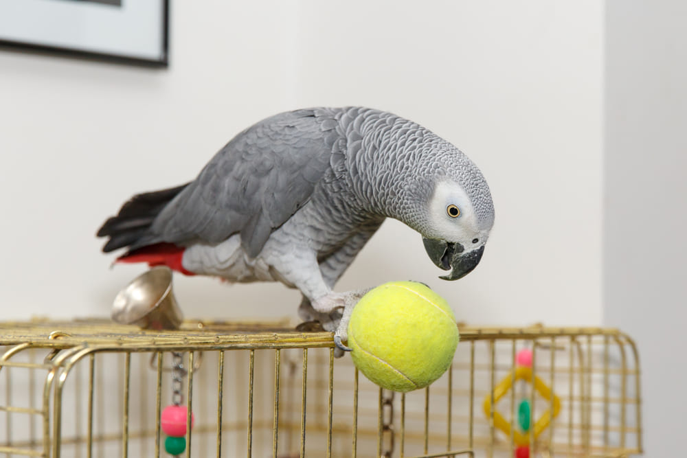 Agapornis