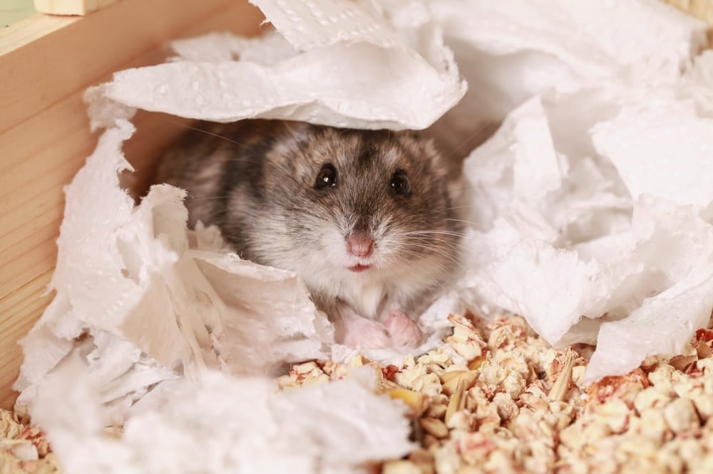 Asternut pentru rozatoare fara praf