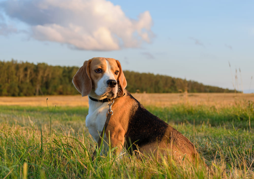 Beagle: Descoperă personalitatea jucăușă și plină de energie a acestei rase