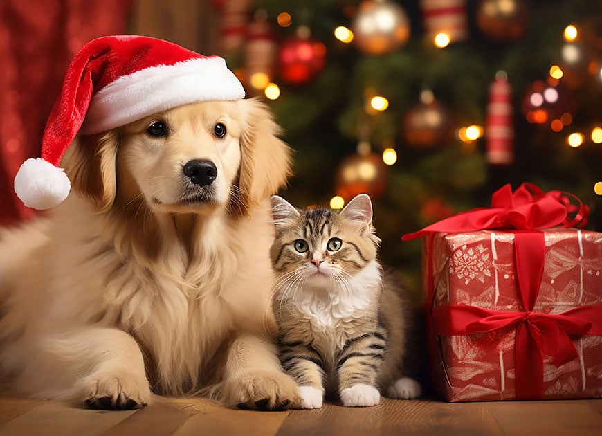 Cele mai frumoase 10 cadouri de Crăciun pentru animaluțele de companie
