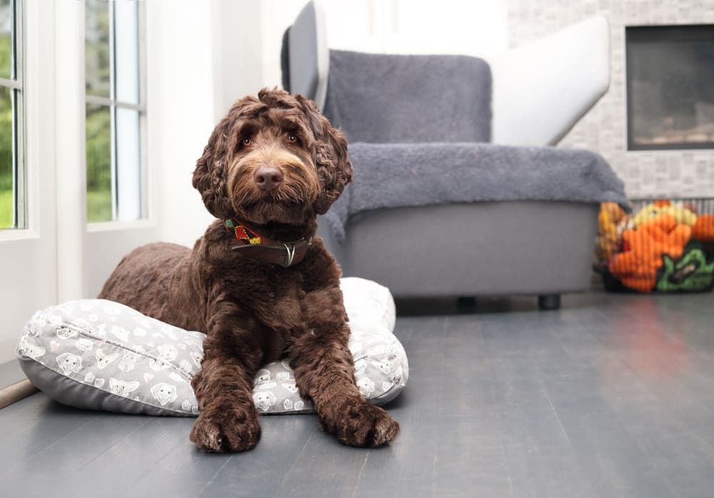 caine labradoodle in apartament