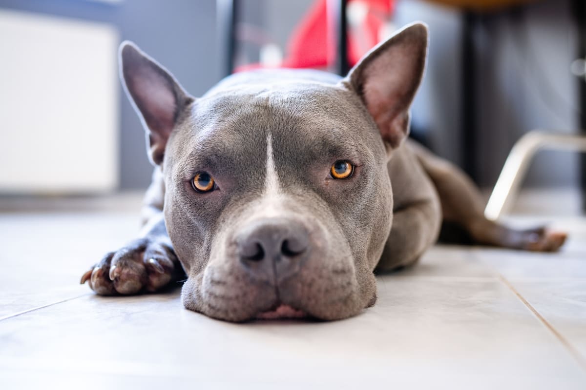 American Bully: sfaturi esențiale despre rasă, alimentație și îngrijire