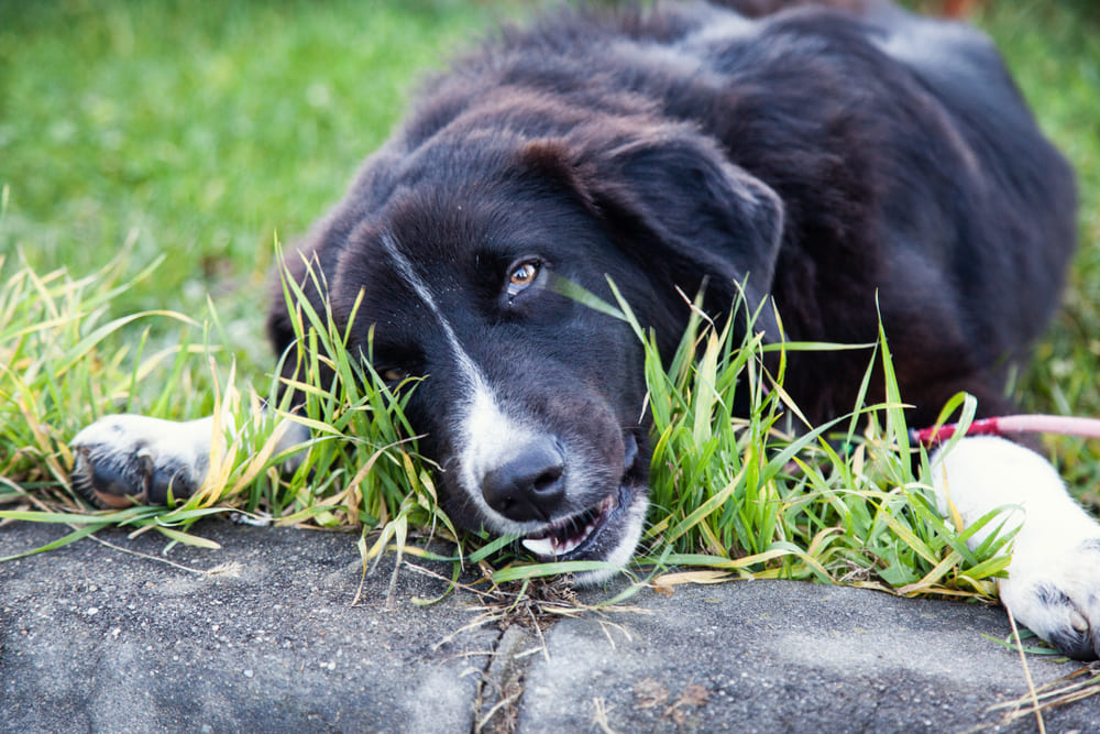 De ce câinele mănâncă iarbă? 5 motive principale