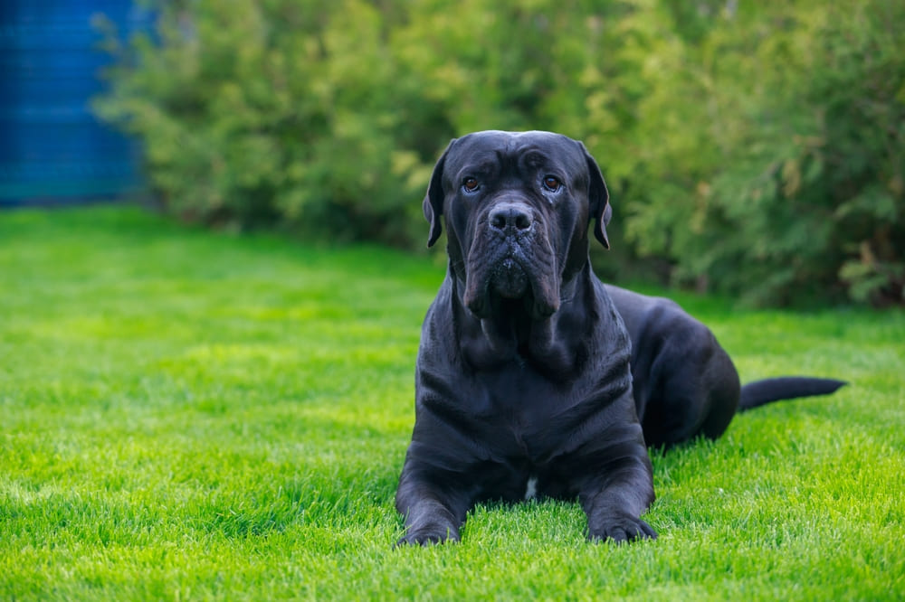 Cane Corso: comportament, trăsături distinctive si sfaturi de îngrijire și nutriție