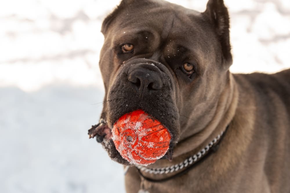 Cane Corso jucaus
