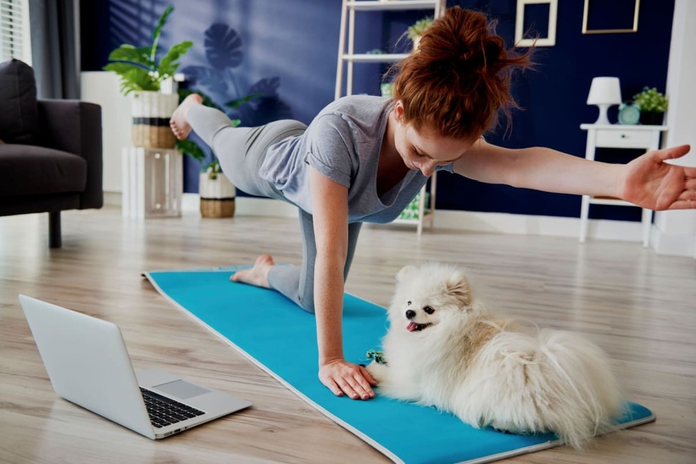 Pomeranian: caracteristici ale rasei, sfaturi de nutriție și îngrijire