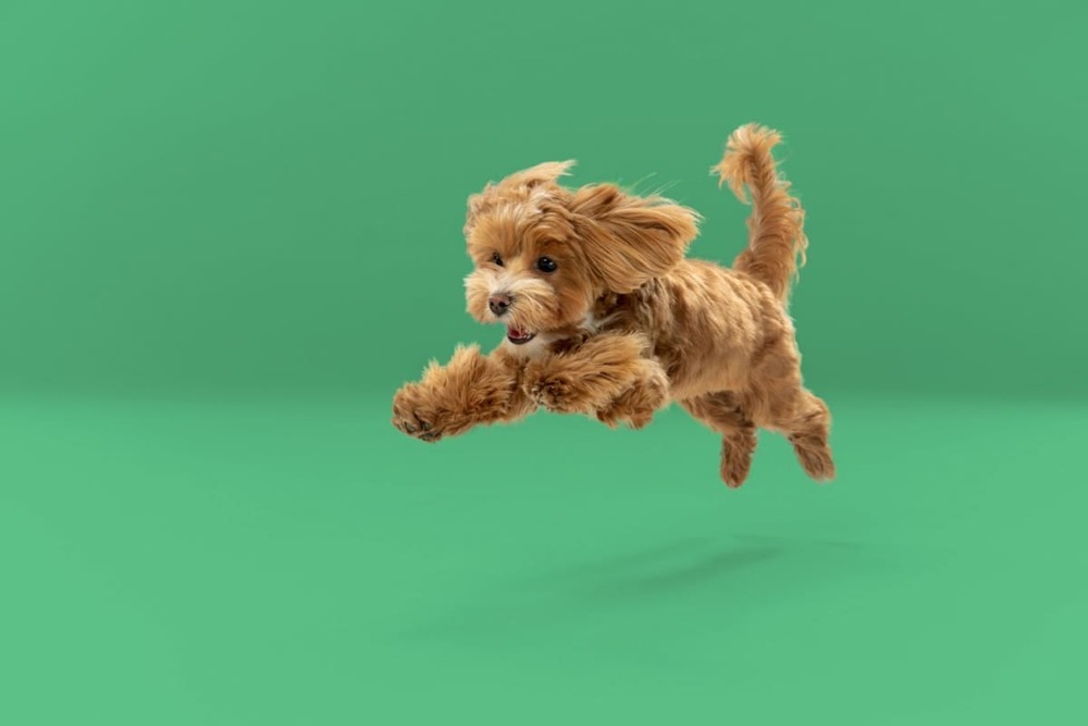 Maltipoo: tot ce trebuie să știi despre caracter, sănătate și îngrijire