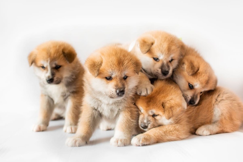 Akita Inu: personalitate, îngrijire esențială și ghid de nutriție