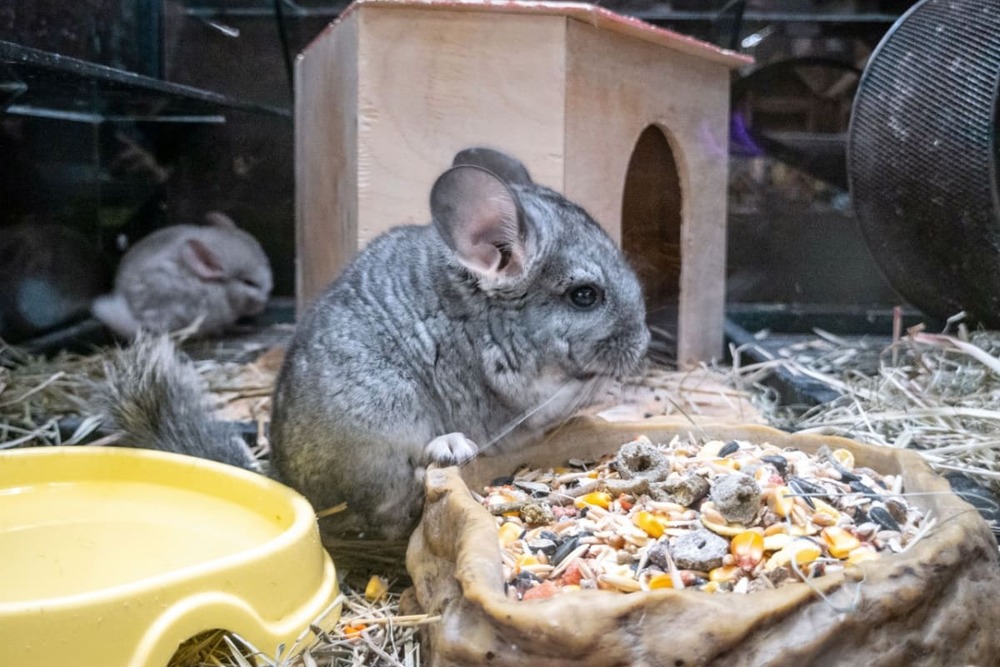 Tot ce trebuie să știi despre chinchilla: îngrijire, dietă și sănătate