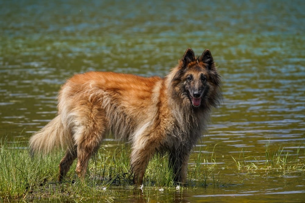 Ciobănesc Belgian (Malinois): tot ce trebuie să știi despre această rasă