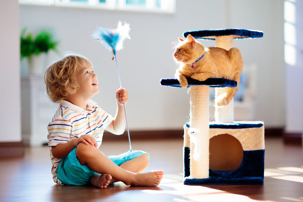 Top 10 accesorii pentru pisici de apartament pe care merită să le ai