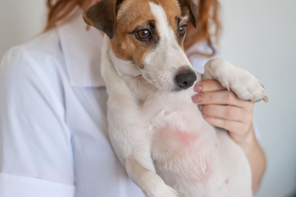 Dermatita la câini: cauze, simptome și tratament