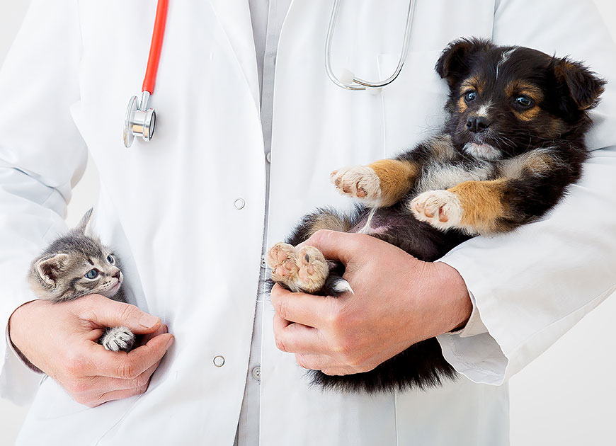 Dietele veterinare pentru câini și pisici - când, cum și de unde?