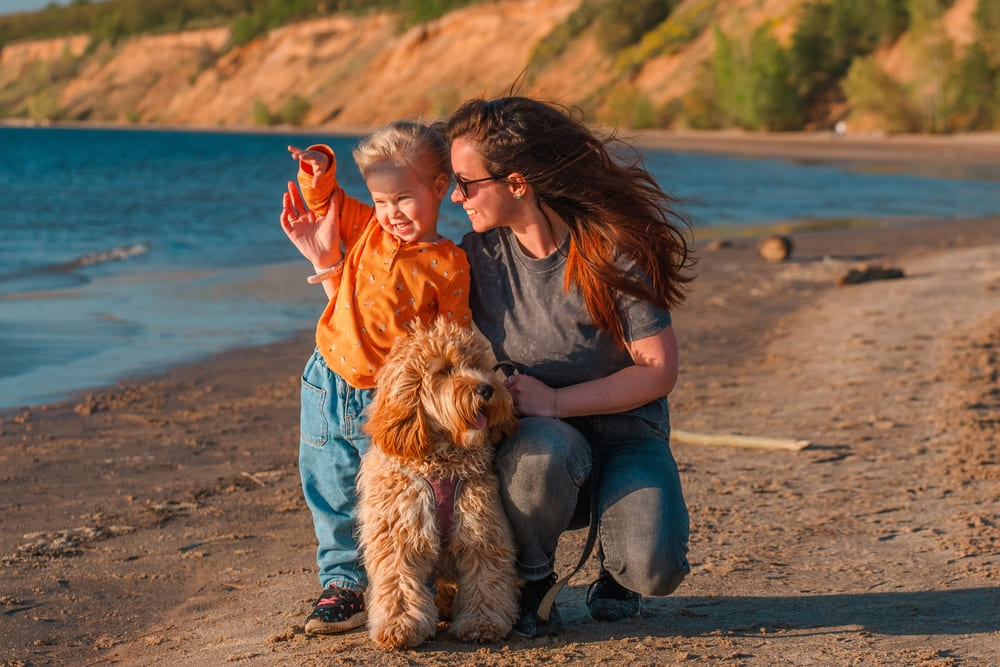 Labradoodle: câinele perfect pentru familii active